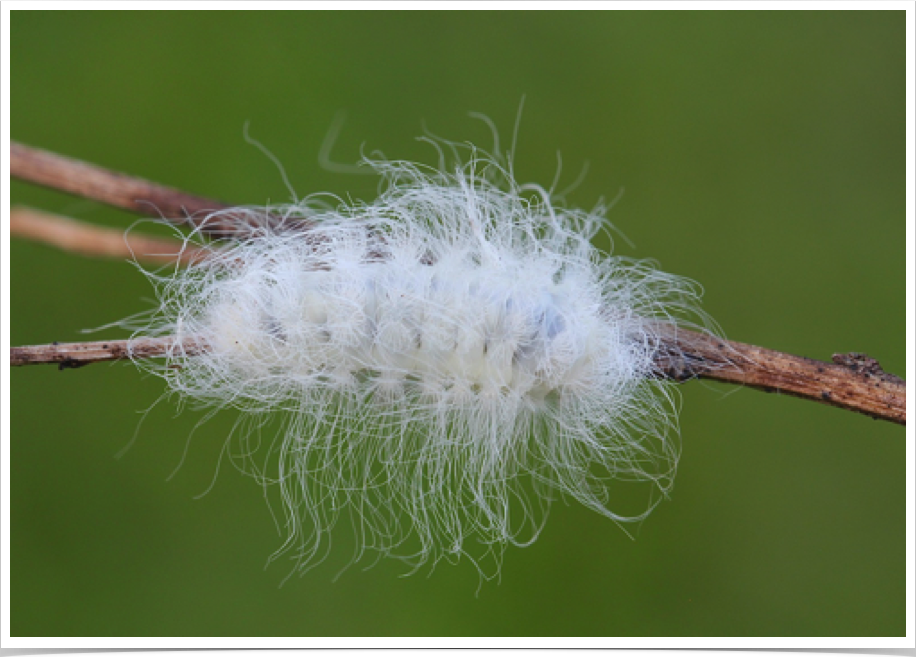 Megalopyge crispata
Black-waved Flannel Moth (early instar)
Bibb County, Alabama